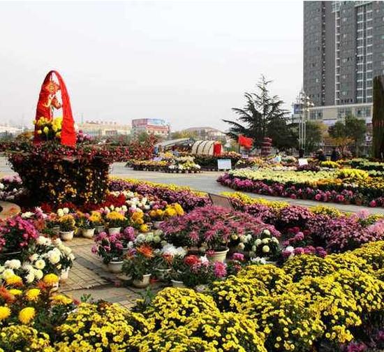 郑州城市菊展设计